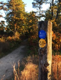 A trailside post with blue and yellow trail markers.